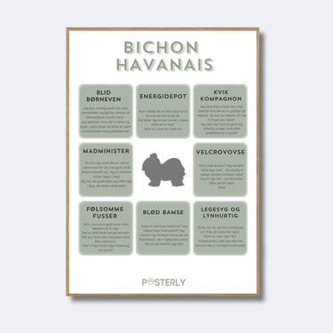 Bichon Havanais