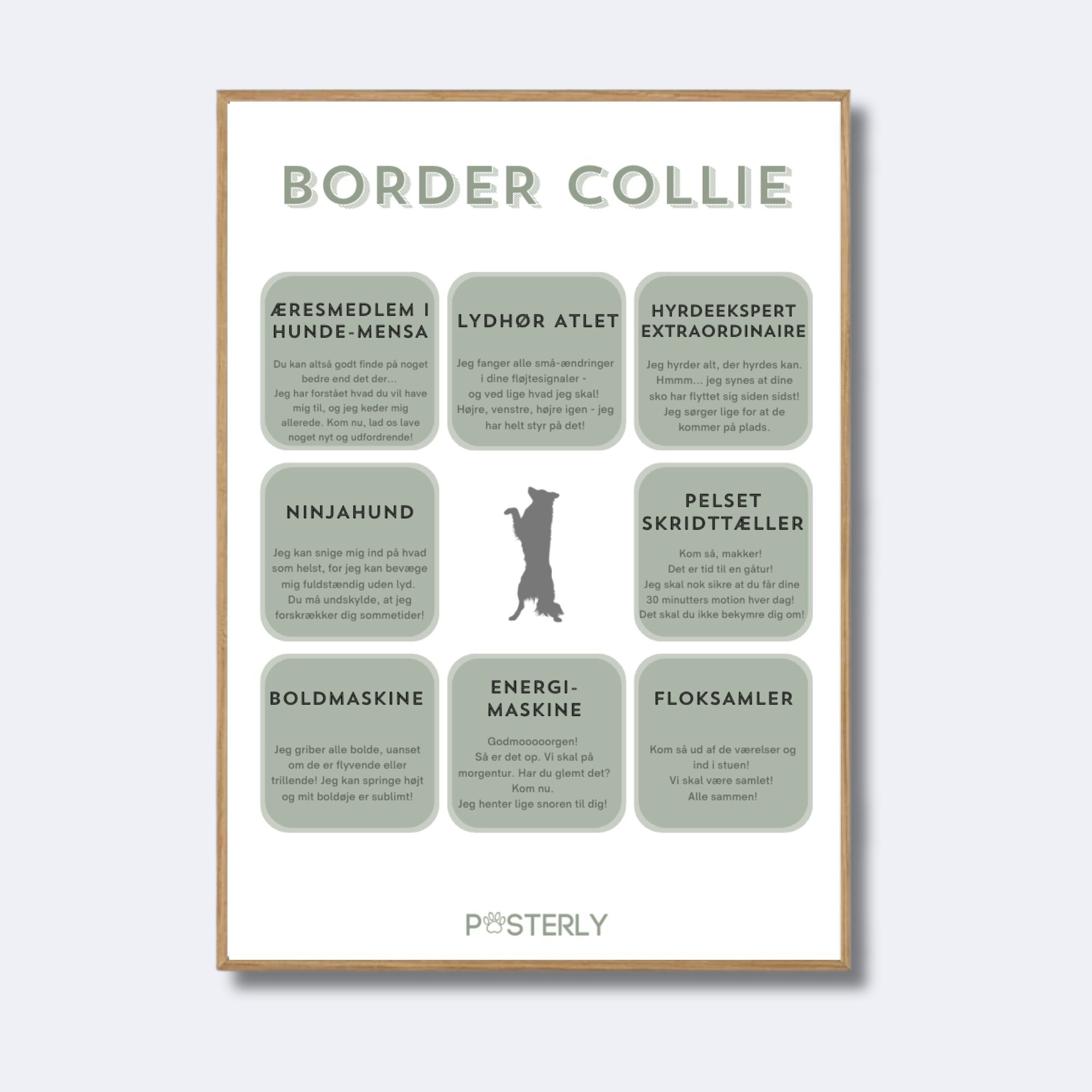 Border Collie karakteristika-plakat