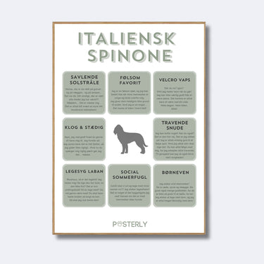Italiensk Spinone