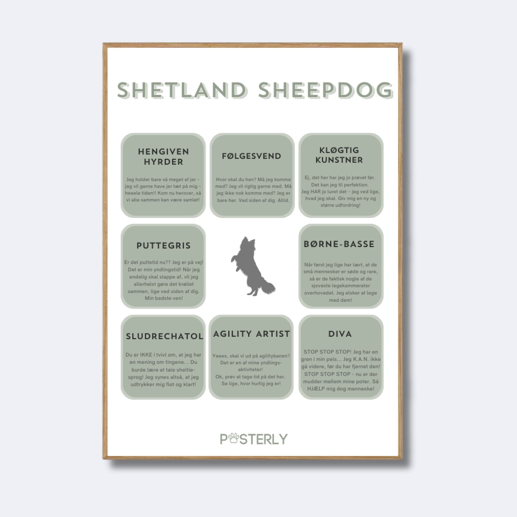 Shetland Sheepdog karakteristika-plakat