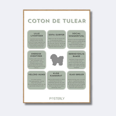 Coton De Tulear